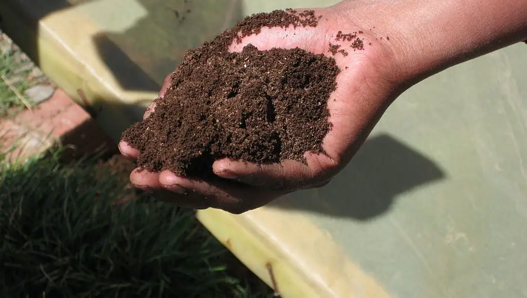Can compost hurt plants?