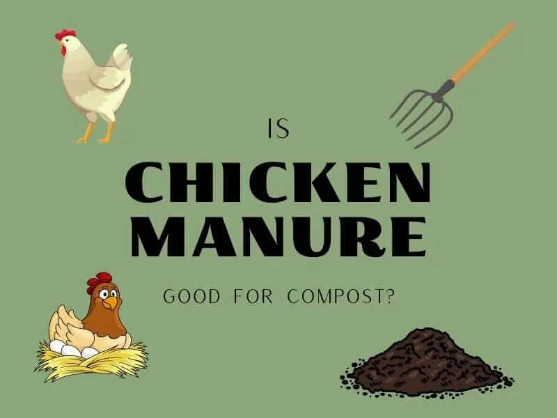 is chicken manure good for compost?