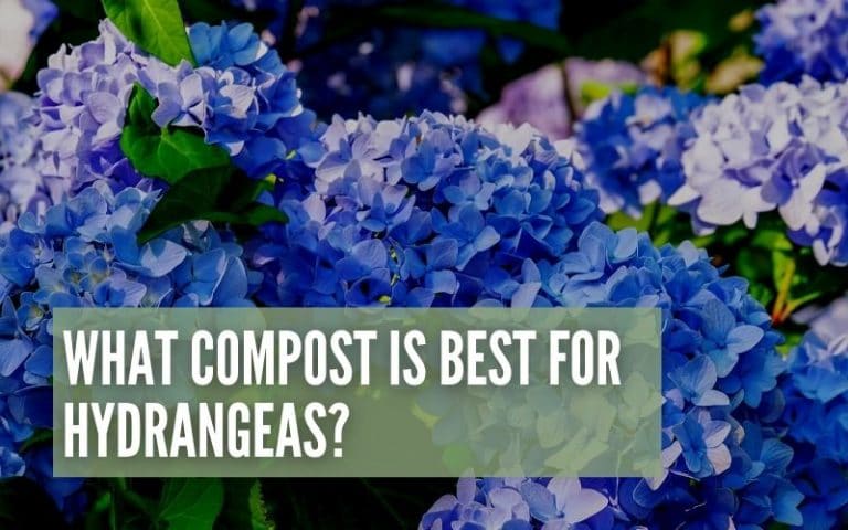 How Big Do Hydrangeas Get? (Different Varieties and Sizes)