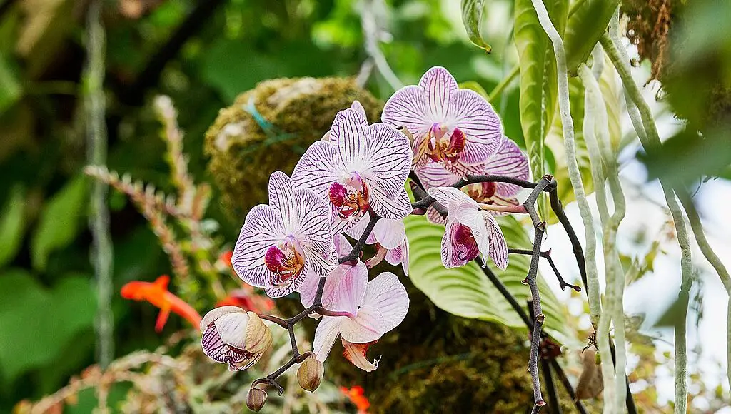 Are Orchids Safe For Cats?