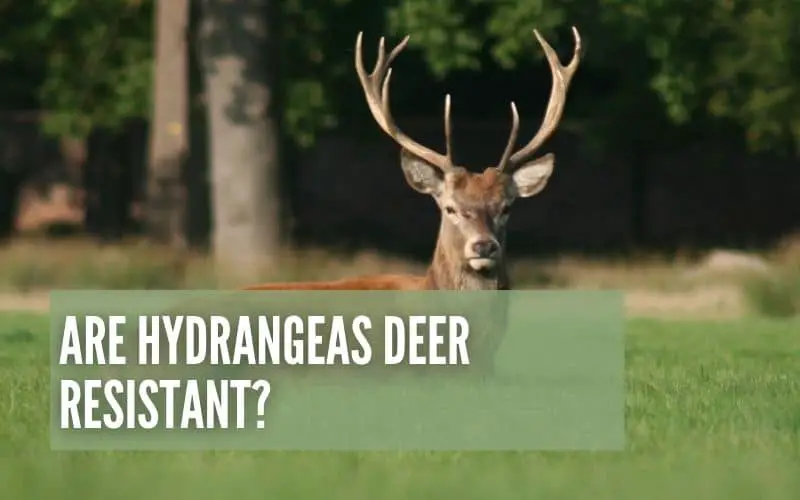 are hydrangeas deer resistant