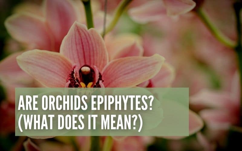 are orchids epiphytes