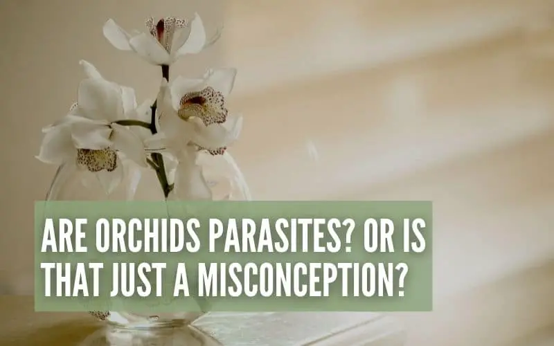 are orchids parasites