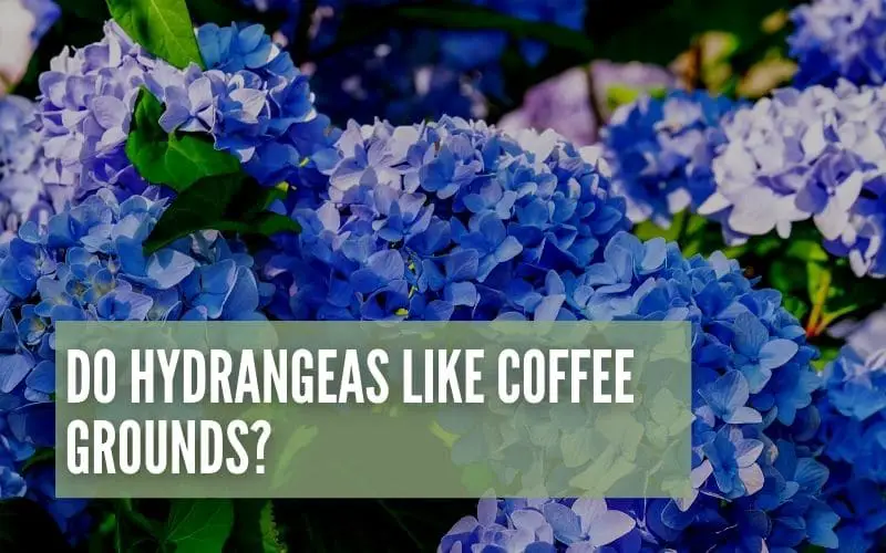do hydrangeas like coffee grounds