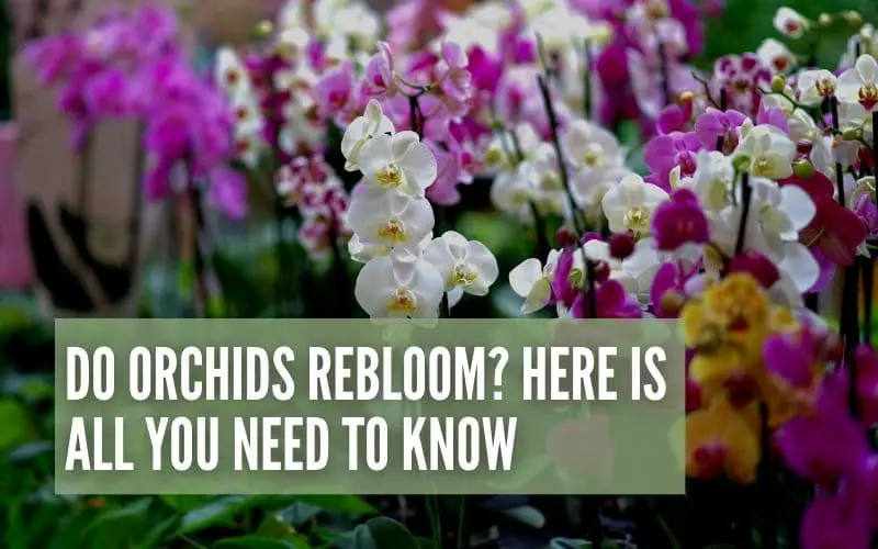 do orchids rebloom