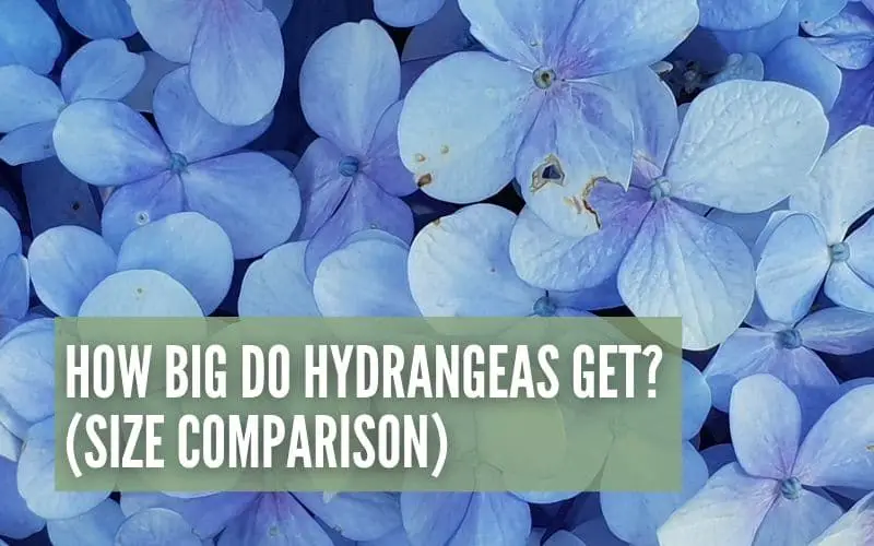 how big do hydrangeas get
