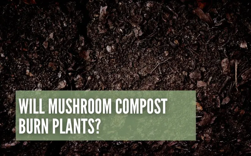 will mushroom compost burn plants