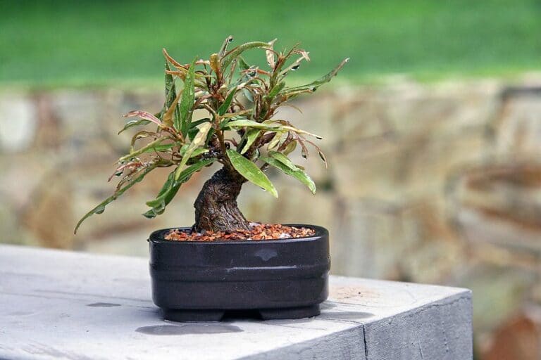 How Much Do Bonsai Trees Cost? Breakdown)