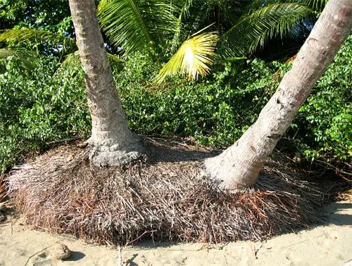 Palm Tree Root Balls