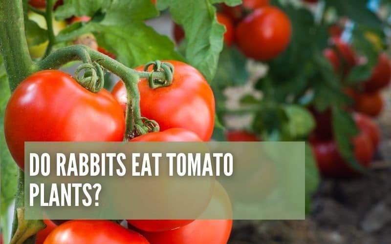 Do Rabbits Eat Tomato Plants?