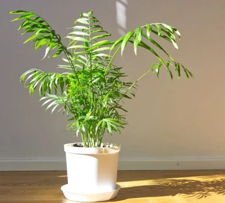 How Much Do Palm Trees Cost? Breakdown)