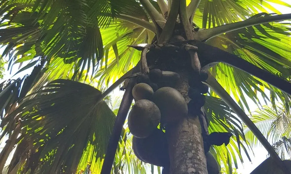 Coco de Mer Palm Tree