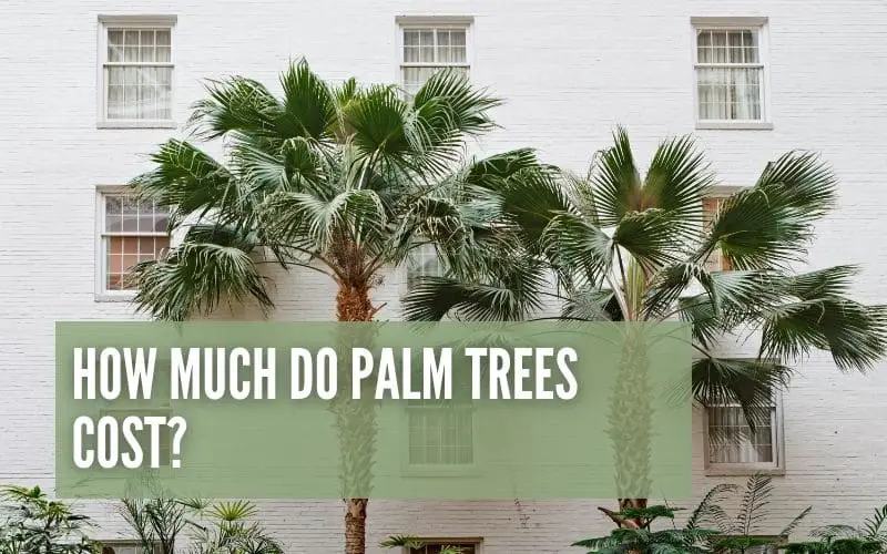 How Much do Palm Trees Cost?