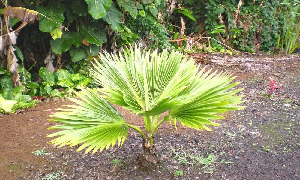 Small Fan Palm Tree