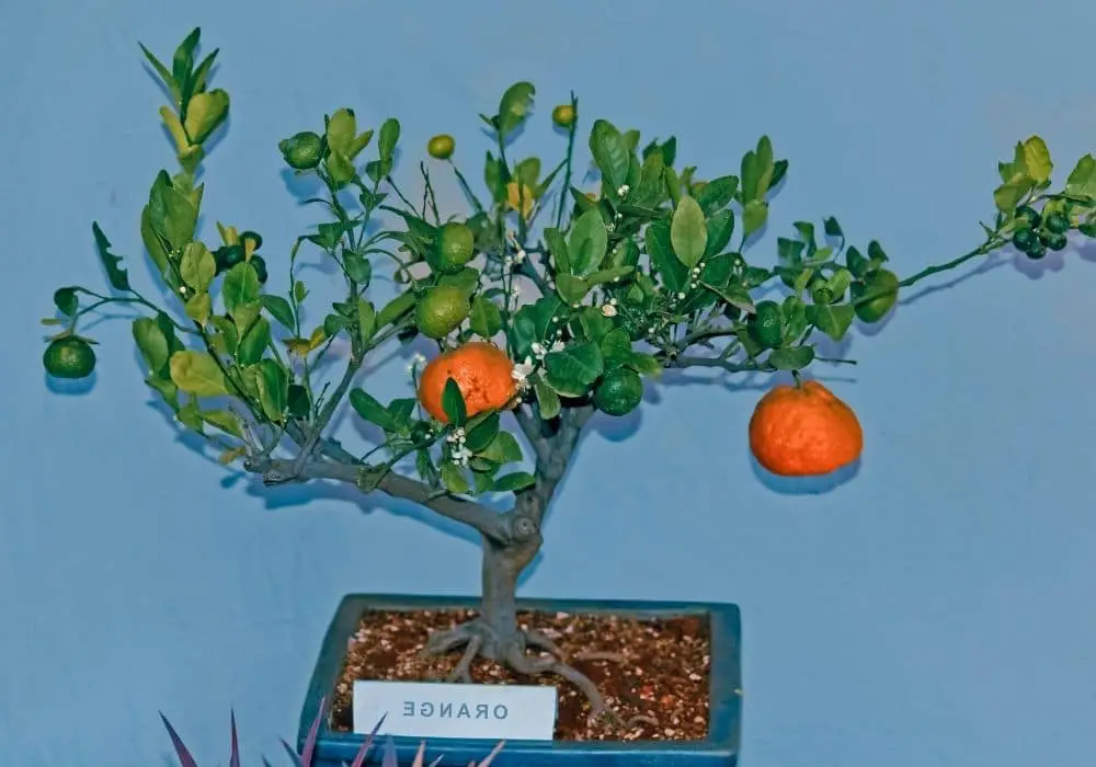 Orange Fruit Bonsai