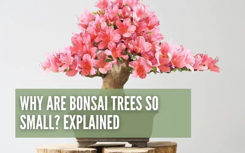 Why Are Bonsai Trees Small?