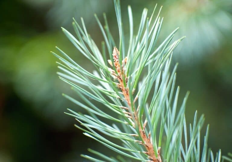 Why Do Pine Trees Have Needles?