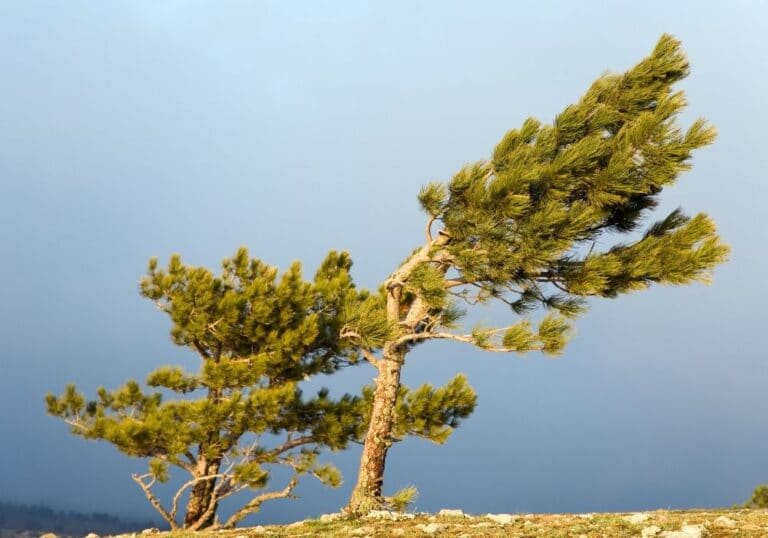 Why Do Pine Trees Have Needles?