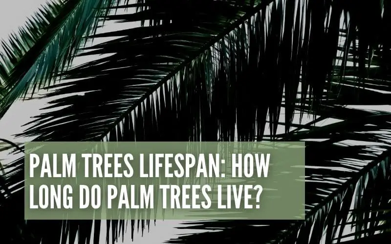 palm trees lifespan