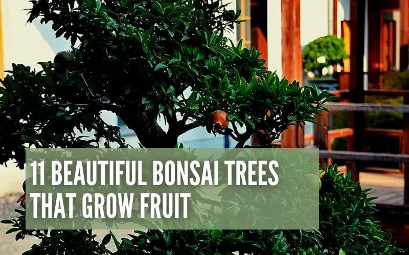 bonsai trees that grow fruit