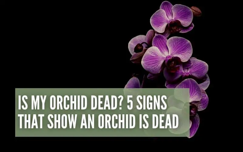 is my orchid dead