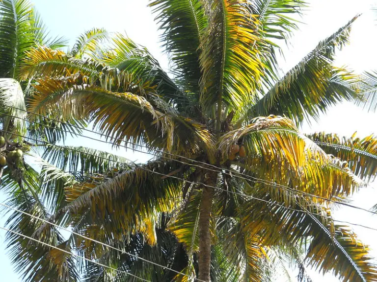 Are Palm Trees Technically Considered Grass?