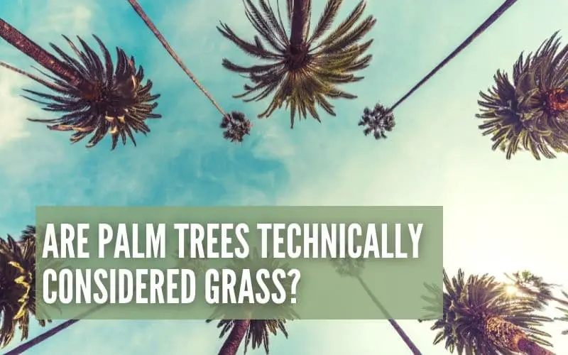 are-palm-trees-technically-considered-grass