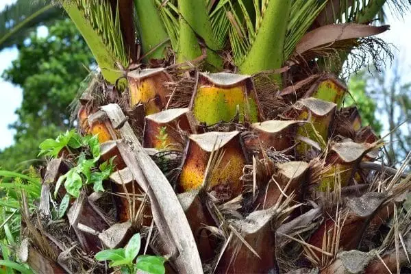 Palm Tree Stem