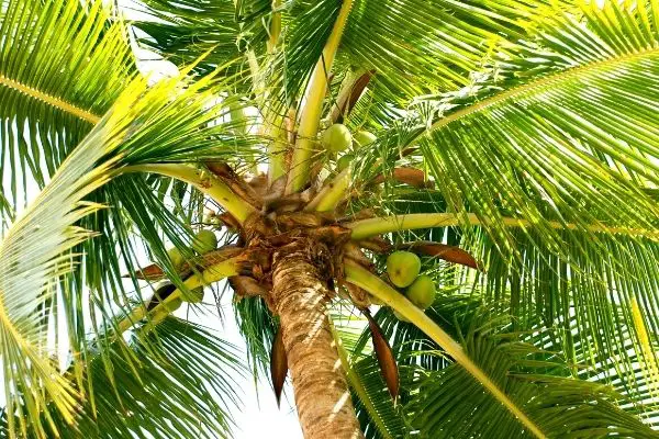 are palm trees the same as coconut trees