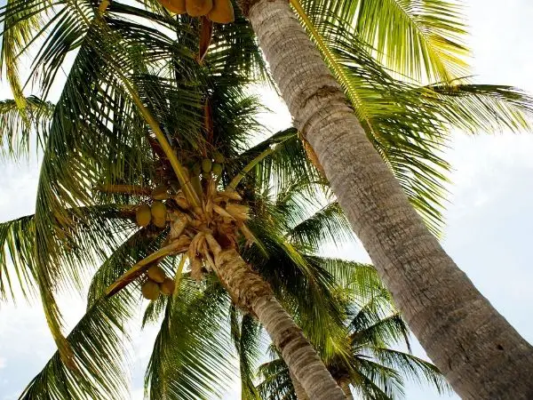 Coconut Tree Stem