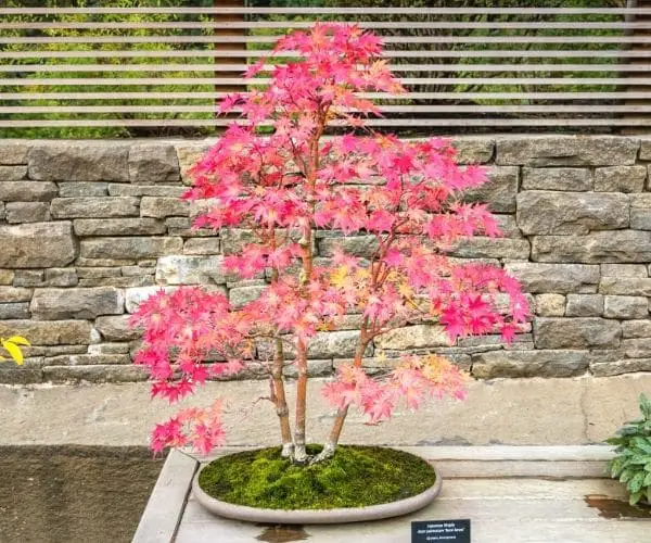 Japanese Maple Bonsai