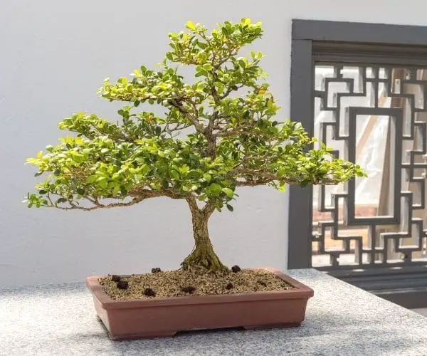 Boxwood Bonsai Tree