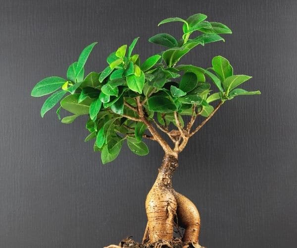 Ficus Bonsai Tree