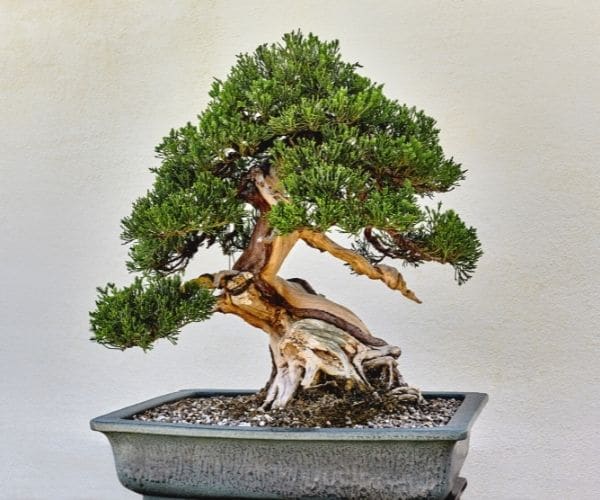 Juniper Bonsai Tree