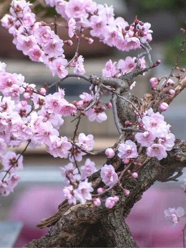 Japanese Flowering Bonsai