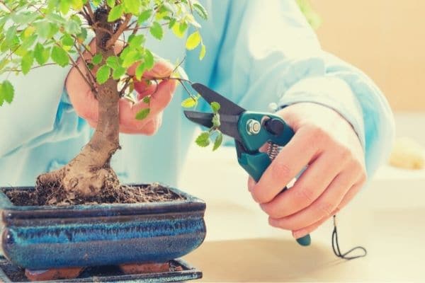 Bonsai Pruning