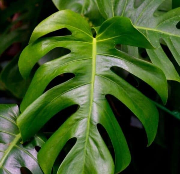 can-you-grow-variegated-monstera-from-seeds