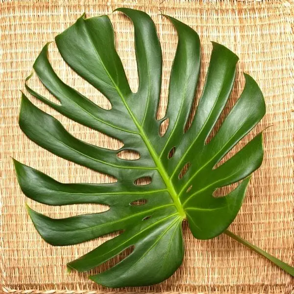 Monstera Plant Leaf