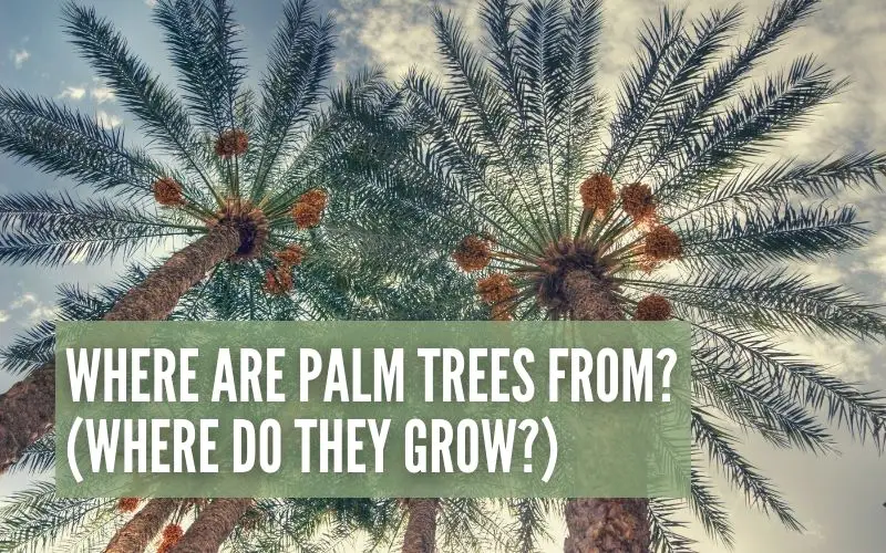 where-are-palm-trees-from-where-do-they-grow