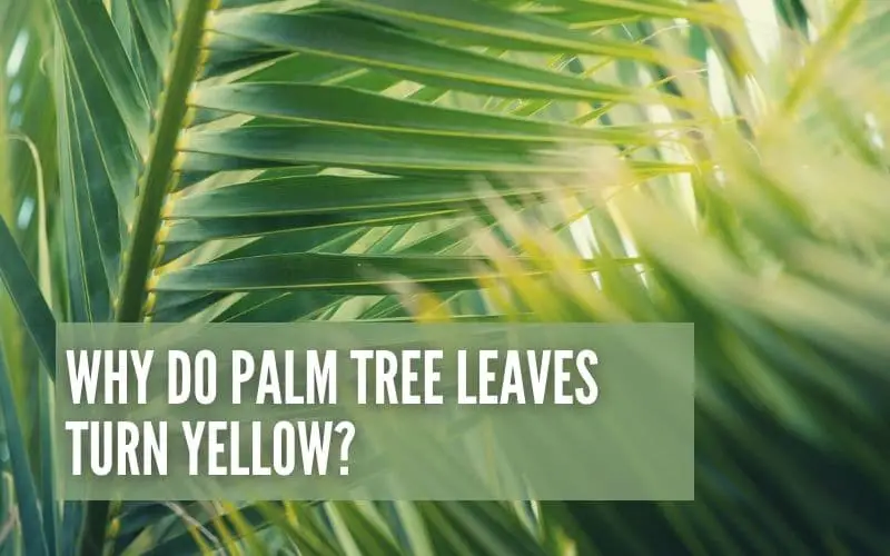 why-do-palm-tree-leaves-turn-yellow