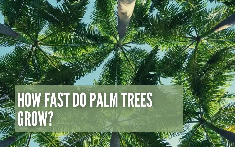How Fast Do Palm Trees Grow?