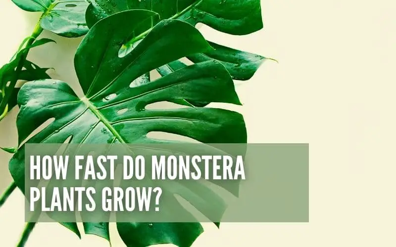How Fast Do Monstera Plants Grow?