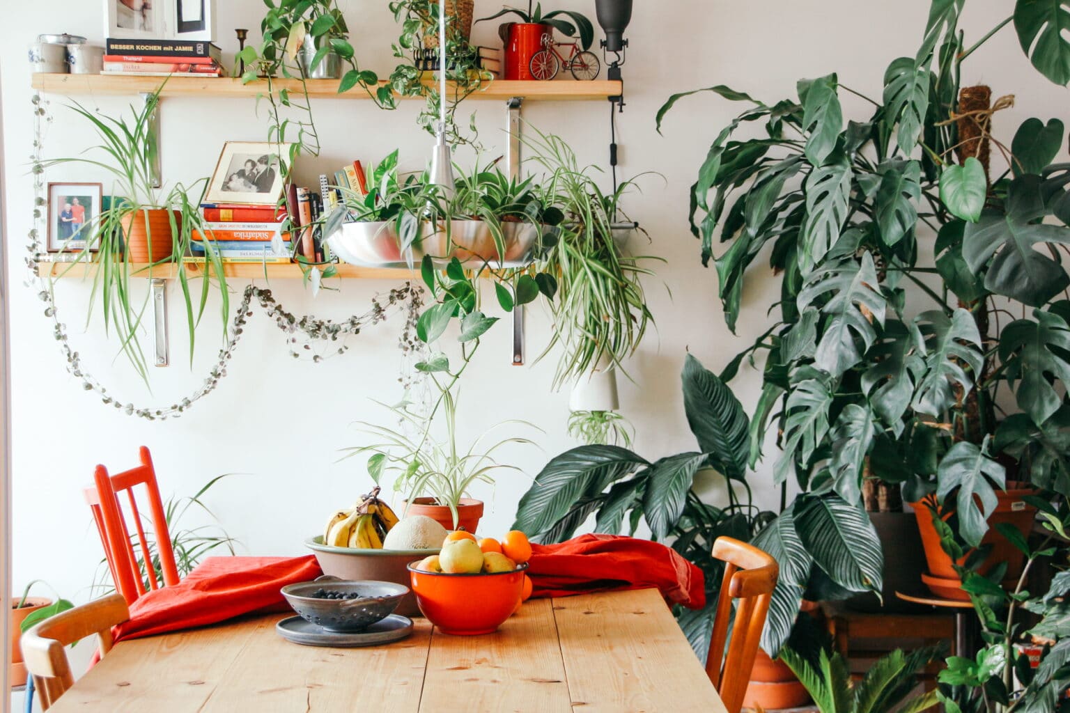 Do Monstera Plants Purify The Air?