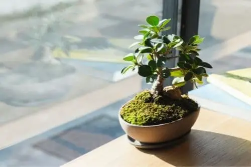 Bonsai plant with direct sunlight