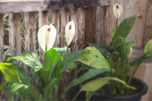 Peace Lily Outdoor
