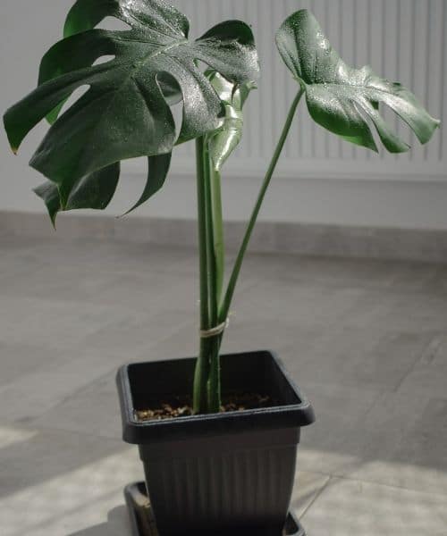 Monstera Plant with Stake