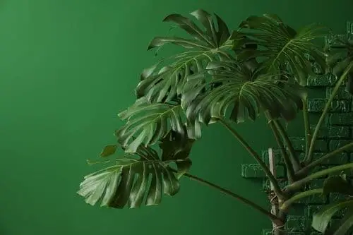 Monstera Plant with a stake