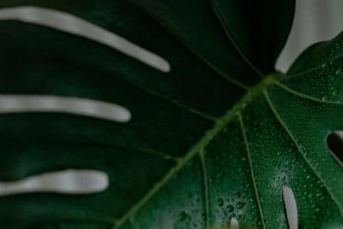 Monstera Plant Leaf