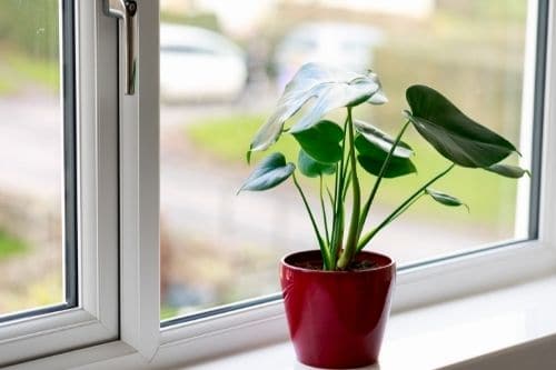 Monstera Plant on window