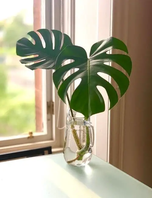 Monstera Plant Cutting With Aerial Root
